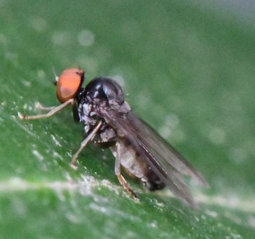 Protoclythia modesta